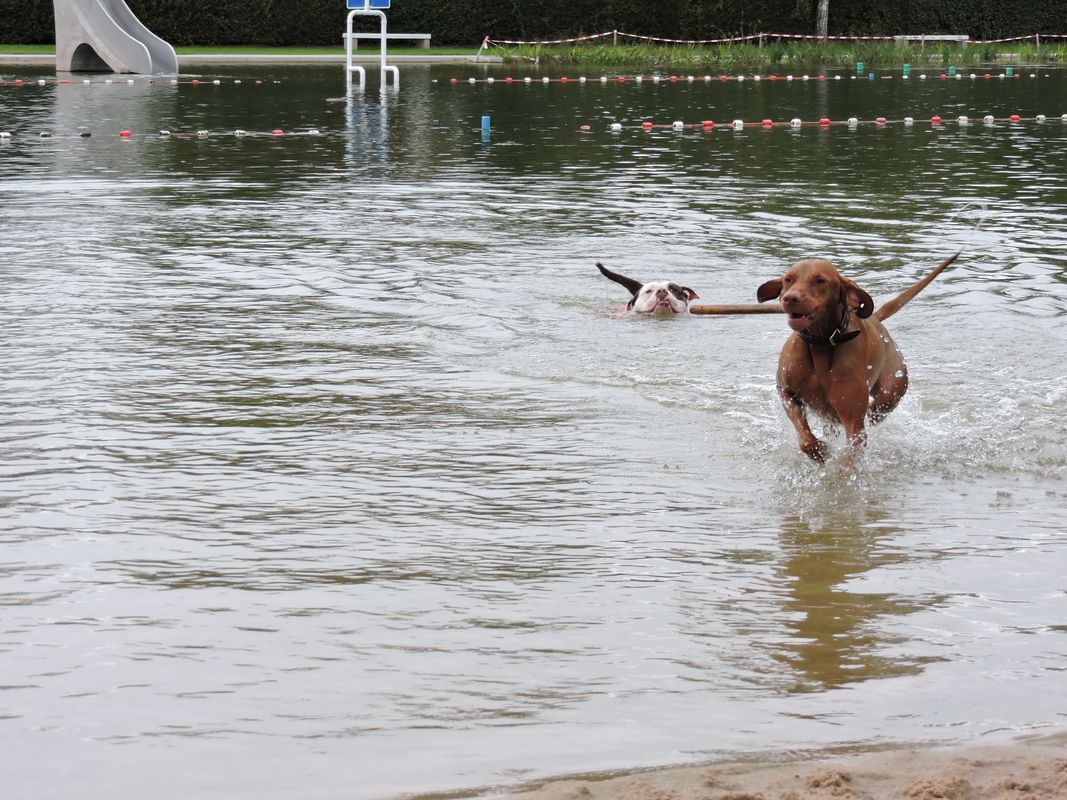 Badesaison 2017 endet mit Hundeschwimmen